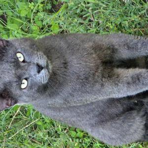 Image of Unknown, Found Cat