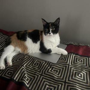 Image of Baboush, Lost Cat