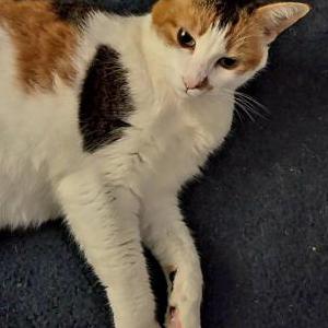 Image of Stella, Lost Cat
