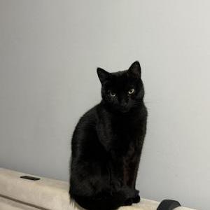 Lost Cat Merlin (Minnu)