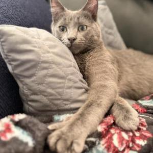 Lost Cat Raava