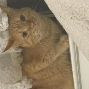 Image of Milo, Lost Cat