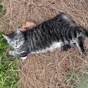 Image of Fiona Baby, Lost Cat