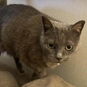 Image of Luna, Lost Cat