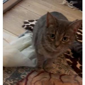 Image of Cylipso, Lost Cat