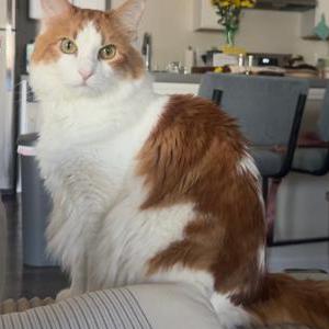 Image of Miso, Lost Cat