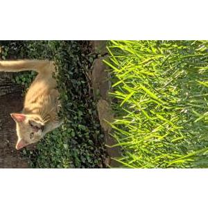 Image of Jazz, Lost Cat
