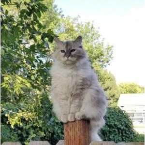 Image of AJ, Lost Cat