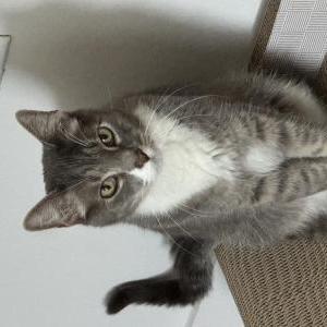 Image of Bandit, Lost Cat