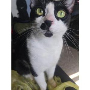 Image of Luna, Lost Cat
