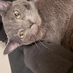 Image of Cb, Lost Cat