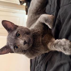 2nd Image of Cb, Lost Cat