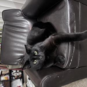 Image of Salem, Lost Cat