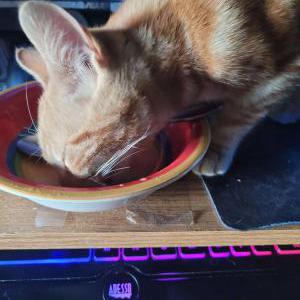 Image of Jack, Lost Cat