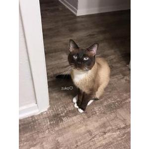 Image of Zuko, Lost Cat