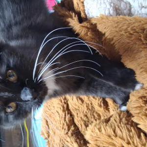 Image of Bahlu, Lost Cat