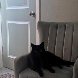Image of Baby, Lost Cat