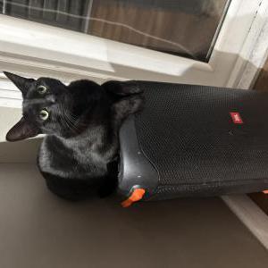 Image of wispy, Lost Cat