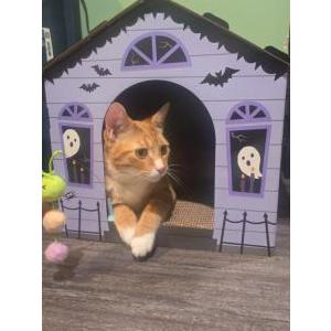 Image of Amber, Lost Cat