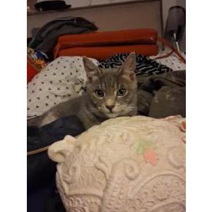 Image of Sisi Bear, Lost Cat