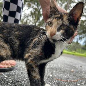 Image of Victoria, Lost Cat