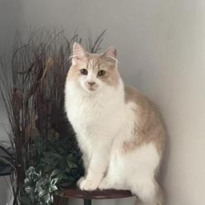 Image of Millie, Lost Cat