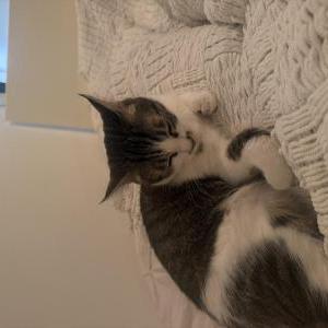 Image of Suki, Lost Cat