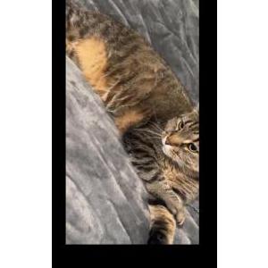 Image of Maverick, Lost Cat