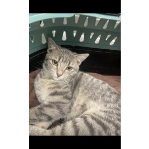 Image of Yuwei, Lost Cat