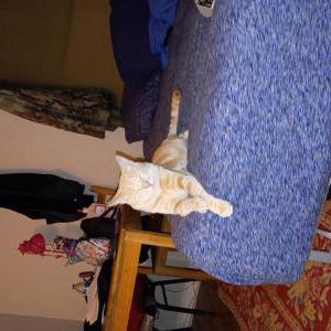 Image of Noddle, Lost Cat