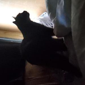 Image of Knight, Lost Cat