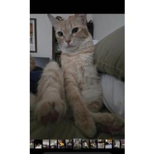 Image of Finn, Lost Cat