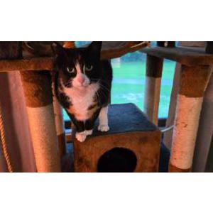 Image of Stella, Lost Cat