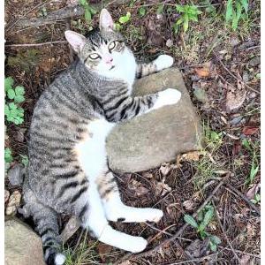 Image of dice, Lost Cat
