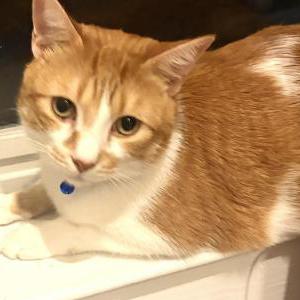 Lost Cat Babu Noodle