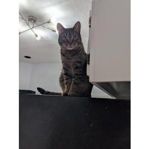 Image of Jersey, Lost Cat