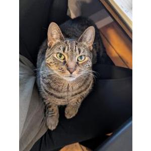 2nd Image of Jersey, Lost Cat