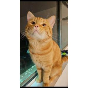 2nd Image of Quesito, Lost Cat