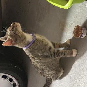 Found Cat unknown
