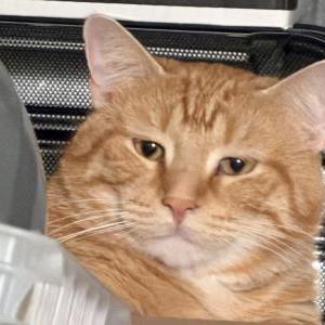 Image of Oden, Lost Cat