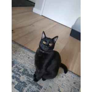 Image of Mavis, Lost Cat