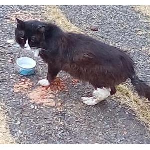 Image of Black & white, Found Cat