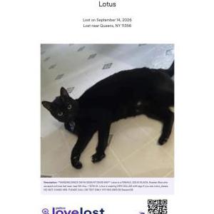 Lost Cat Lotus
