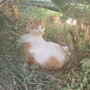 Image of Pancake, Lost Cat