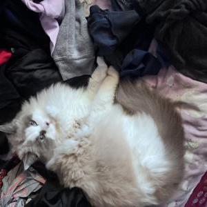 Image of Mimi, Lost Cat