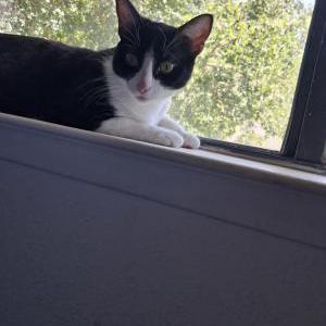 Image of Nyx, Lost Cat
