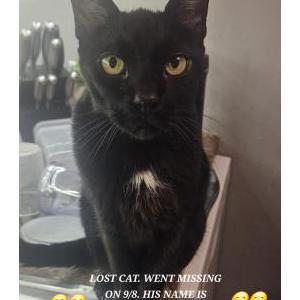 Image of Midnight, Lost Cat