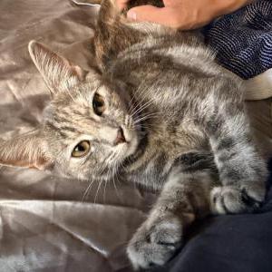 Lost Cat Raven