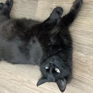 Image of Luna, Lost Cat