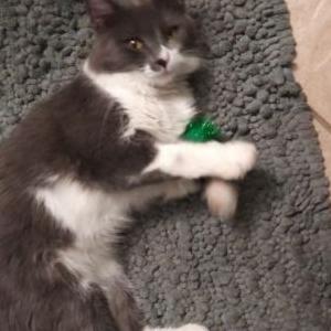 Image of Alpo, Lost Cat